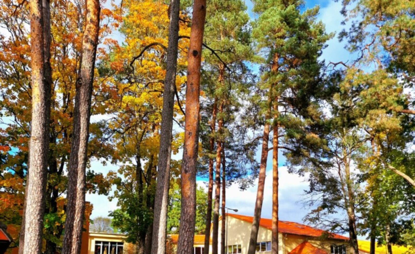 Rudens skats uz dzeltenu ēku ar oranžu jumtu, kuru ieskauj garas priedes un koki ar dzeltenām lapām, priekšplānā zaļš zāliens ar rozā ziediem.