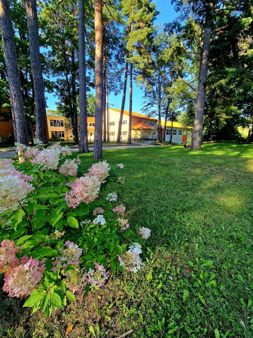 Zaķumuižas pamatskola atrodas aiz augstām priedēm un zaļa zāliena. Priekšplānā zied krūms ar rozā un baltām hortenzijām saulainā dienā.